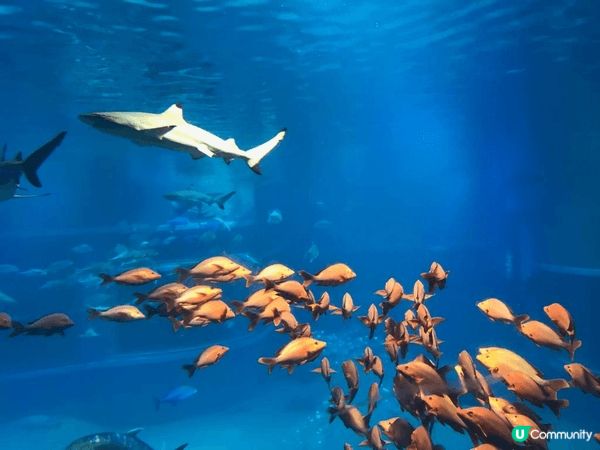 沖繩必去景點，最受歡迎的美麗海水族館、古宇利島和萬座毛