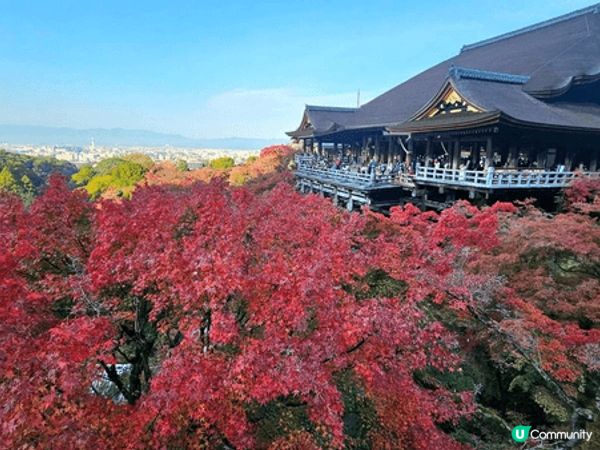 日本紅葉之旅，睇到幾種唔同嘅紅葉，享受置身其中嘅日本另一風情...
