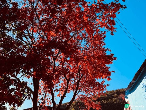南韓小王子熱門打卡地點 甘川洞文化村 非常優美 而且有很多美...
