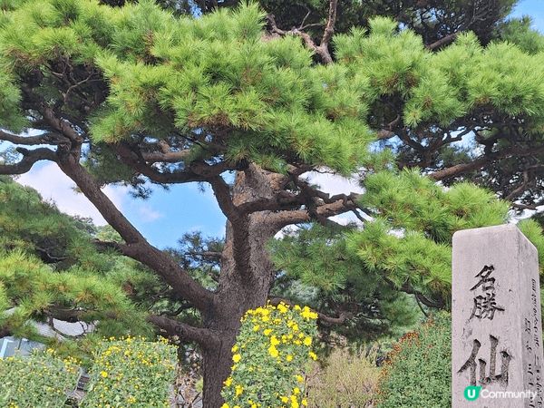 最近我去咗鹿兒島，真係被櫻島火山勁吸引！近距離望住火山，感受...