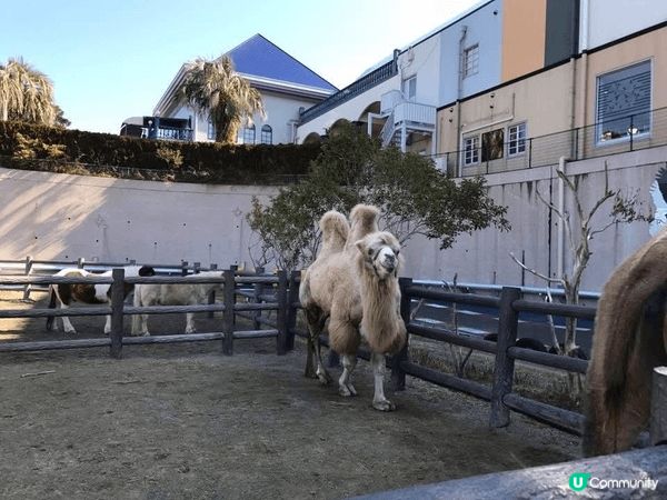 🌿✨ 和歌山冒險大世界超讚！🐼🌊 全日本唯一集動物園、水族館...