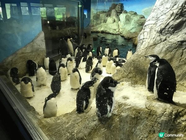 🌿✨ 和歌山冒險大世界超讚！🐼🌊 全日本唯一集動物園、水族館...