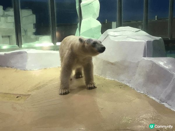 🌿✨ 和歌山冒險大世界超讚！🐼🌊 全日本唯一集動物園、水族館...