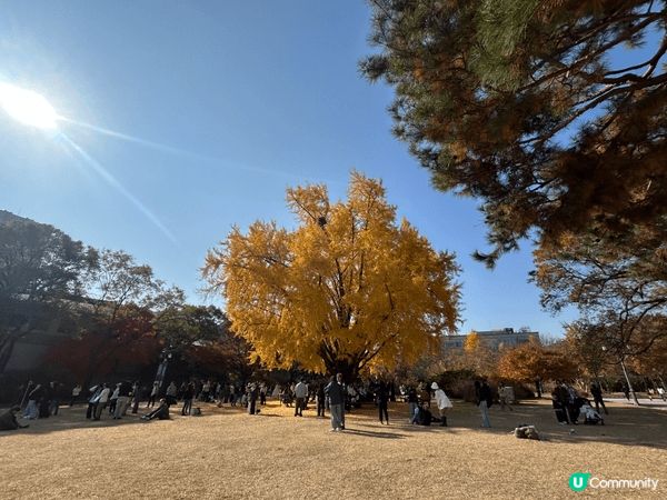 景福宮本來就是穿著韓服去打卡的景點，在十一月去時，有銀杏和紅...