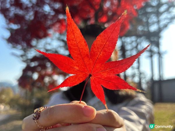 景福宮本來就是穿著韓服去打卡的景點，在十一月去時，有銀杏和紅...
