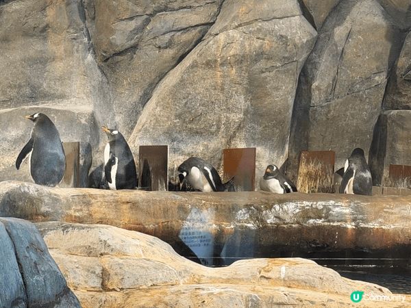 海洋公園擁有香港唯一的國寶大熊貓（如盈盈、樂樂及其後代）。 ...