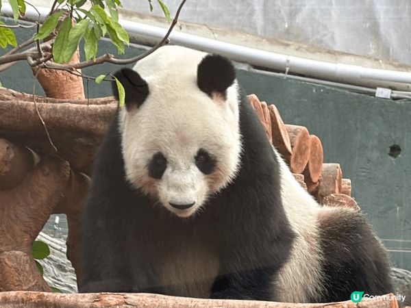 海洋公園擁有香港唯一的國寶大熊貓（如盈盈、樂樂及其後代）。 ...