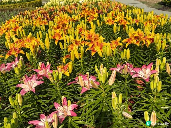 台中好去處-中社花園