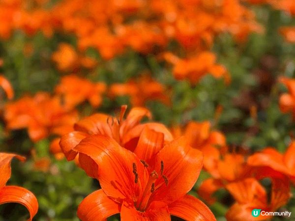 台中好去處-中社花園