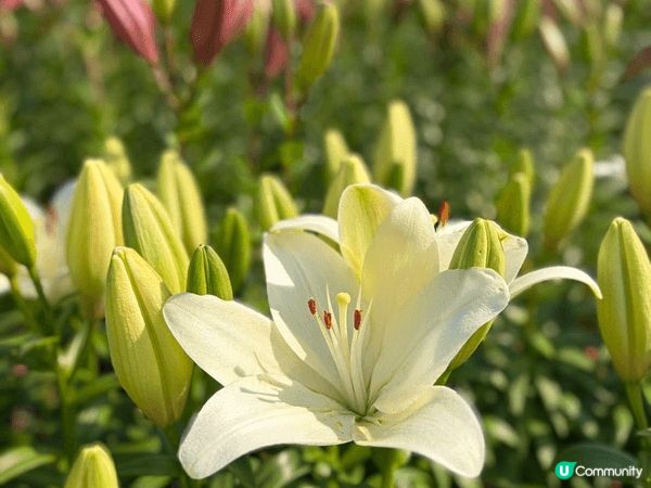 台中好去處-中社花園
