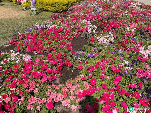台中好去處-中社花園