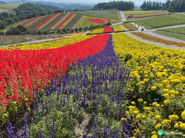 圖中為日本北海道美瑛町的熱門觀光牧場，以親子互動體驗聞名，遊...