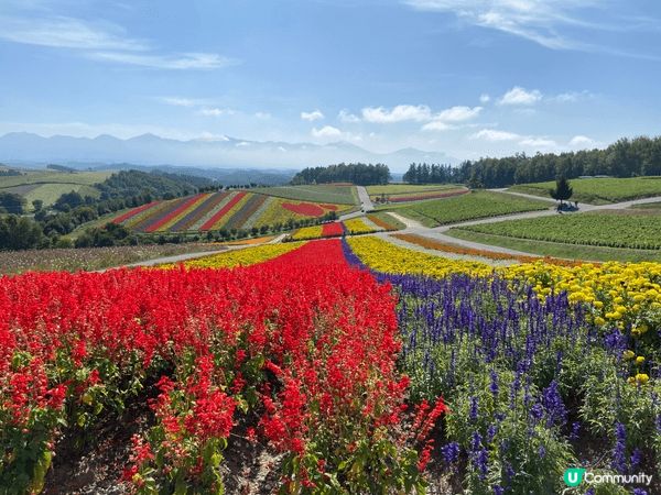 圖中為日本北海道美瑛町的熱門觀光牧場，以親子互動體驗聞名，遊...