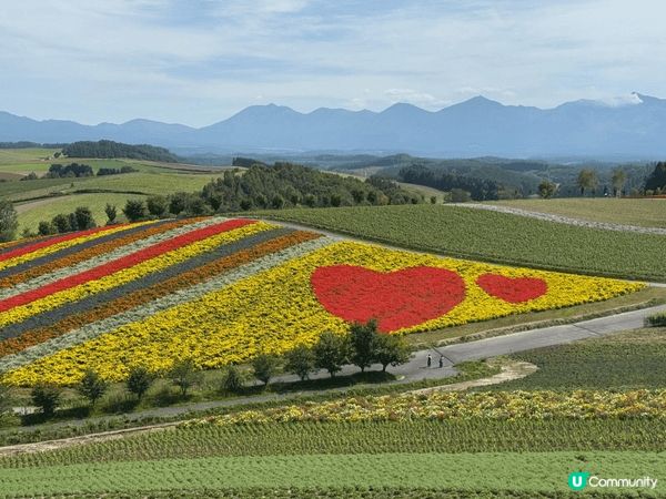 圖中為日本北海道美瑛町的熱門觀光牧場，以親子互動體驗聞名，遊...