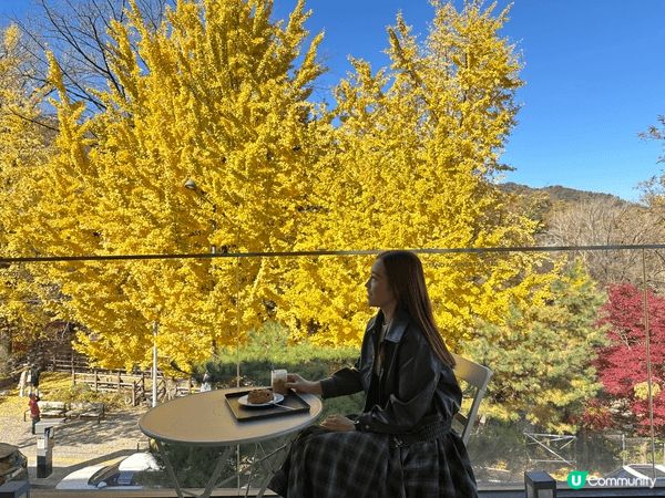 韓國銀杏紅葉之旅，去齊景福宮、熱門咖啡店carmel 同 M...