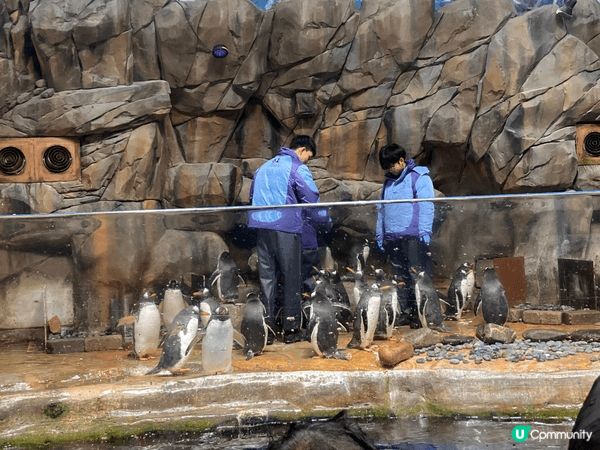 香港海洋公園是結合刺激與可愛的夢幻樂園！你可以在雲霄飛車上尖...