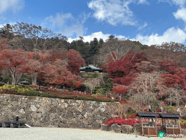 日本大阪勝尾寺，達摩神社，咁啱12月頭去仲有少量紅葉，達摩好...