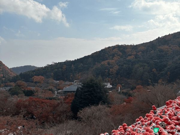 日本大阪勝尾寺，達摩神社，咁啱12月頭去仲有少量紅葉，達摩好...