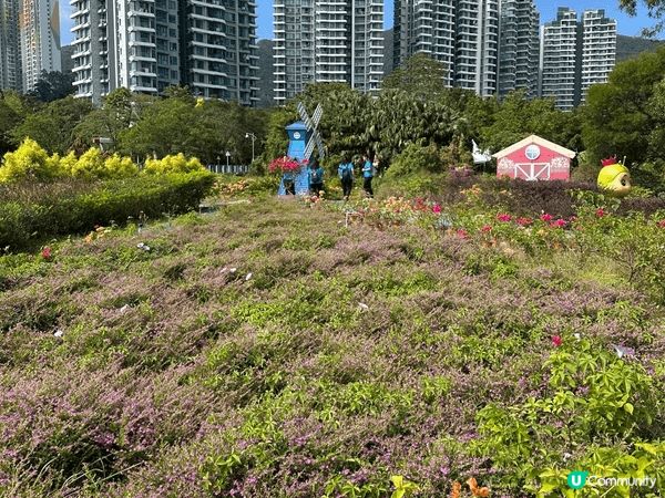 大埔蝶豆花園真係一家大小好嘅去處！入面有靚靚嘅花海，適合拍照...