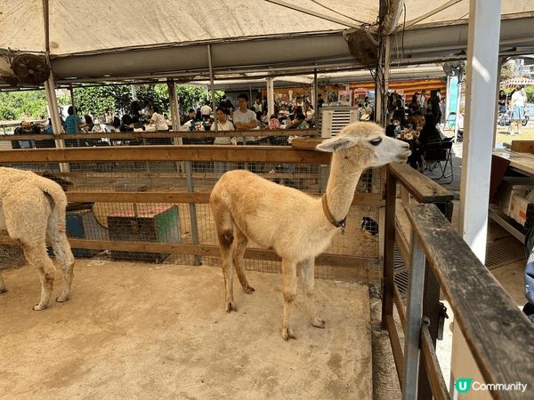 大埔蝶豆花園真係一家大小好嘅去處！入面有靚靚嘅花海，適合拍照...