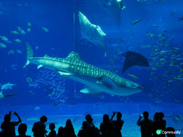 體驗沖繩的陽光與海灘和大自然之美。除了水族館和美國村等景點外...