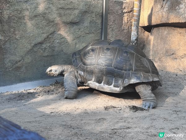 1. Imxpo: 可以睇到平時係香港道路上唔會出現的車，對...