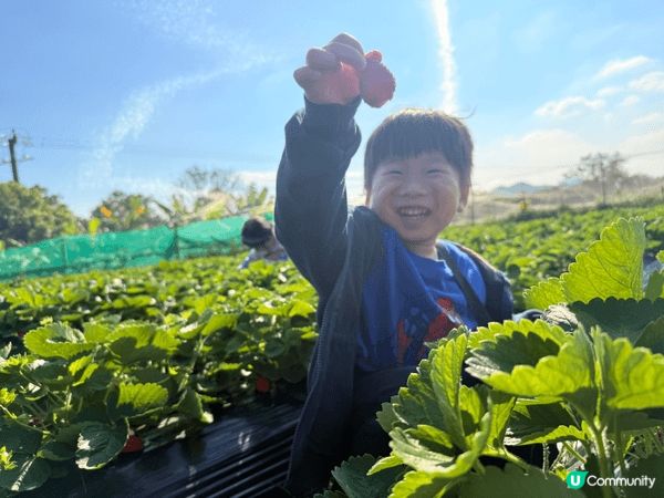 冬天就是士多啤梨的季節，趁放假去到士多啤梨園親子摘士多啤梨，...