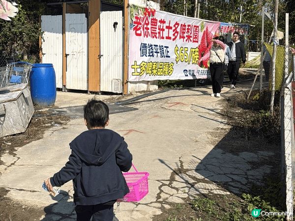 冬天就是士多啤梨的季節，趁放假去到士多啤梨園親子摘士多啤梨，...