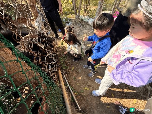 冬天就是士多啤梨的季節，趁放假去到士多啤梨園親子摘士多啤梨，...