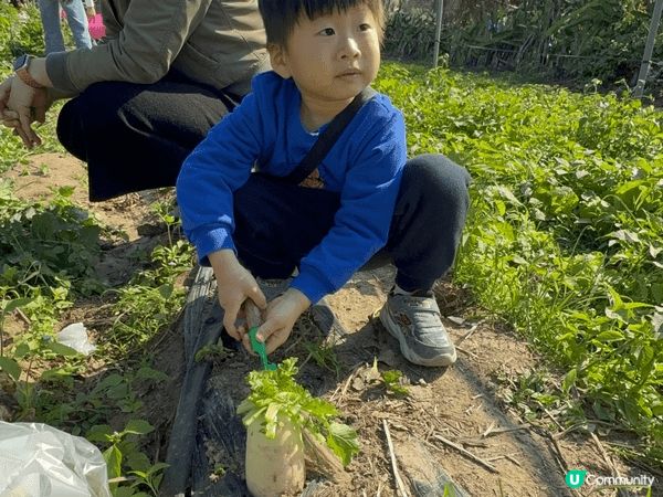 冬天就是士多啤梨的季節，趁放假去到士多啤梨園親子摘士多啤梨，...