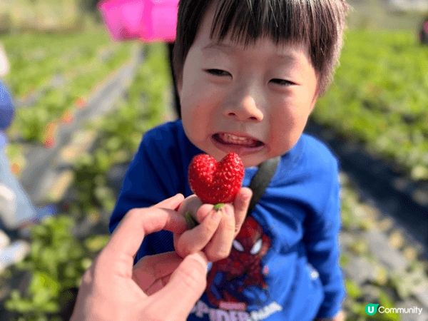 冬天就是士多啤梨的季節，趁放假去到士多啤梨園親子摘士多啤梨，...