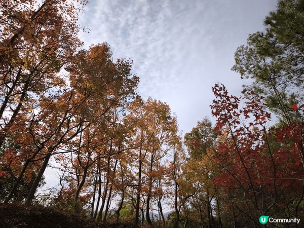 元朗大棠也可欣賞紅葉, 不用出外