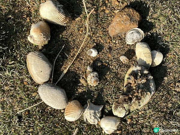 親子好去處，近近camping, 3日2夜，BBQ, 放風箏...