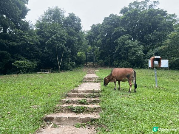 鉛礦坳，一處環境寧靜又有涼亭的好地方，又可看見牛牛食草。