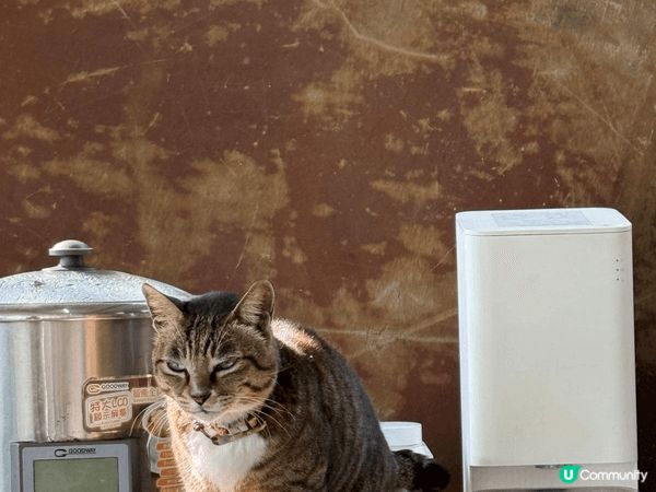 鹽田梓美食 ! 郊遊之後叉下電，各樣嘢都好好味！ 柴火雞最好...