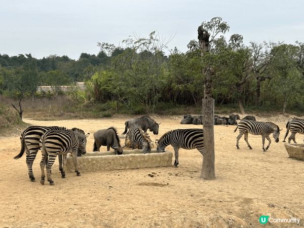 清遠森林王國是一個幾值得一遊的地方。園內有好多非洲先有的動物...