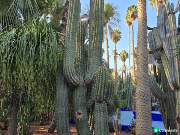 時裝大師的花園