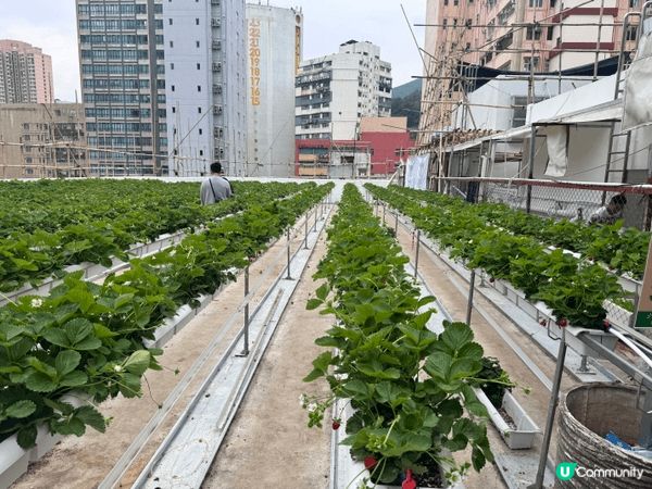市區中的士多啤梨園，平時想帶小朋友去摘士多啤梨一定要去到元朗...