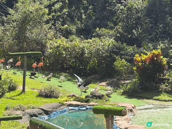 富國島原來真係好適合一家大細去嘅地方！淨係動物園都夠玩足一日...