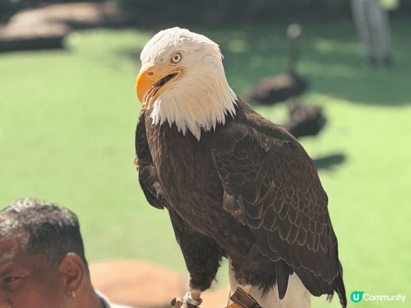 富國島原來真係好適合一家大細去嘅地方！淨係動物園都夠玩足一日...