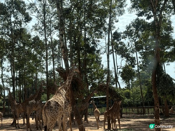 富國島原來真係好適合一家大細去嘅地方！淨係動物園都夠玩足一日...