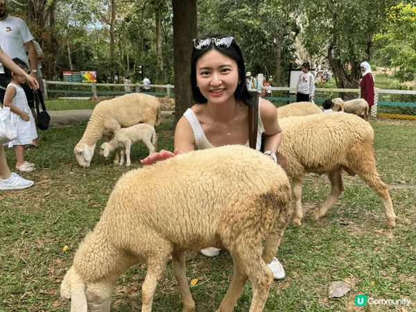 富國島原來真係好適合一家大細去嘅地方！淨係動物園都夠玩足一日...