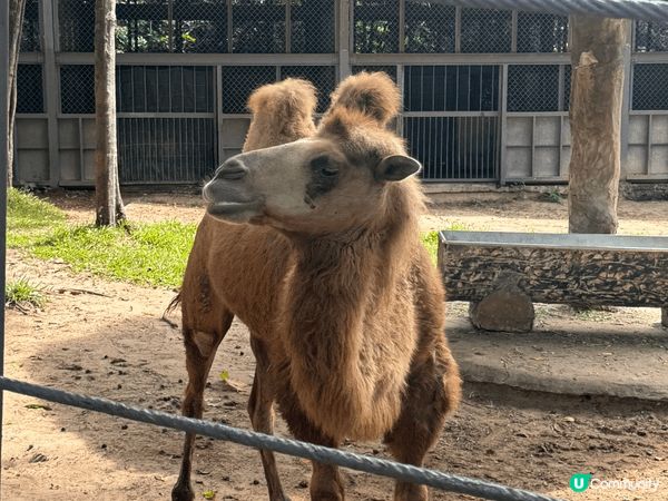 富國島原來真係好適合一家大細去嘅地方！淨係動物園都夠玩足一日...