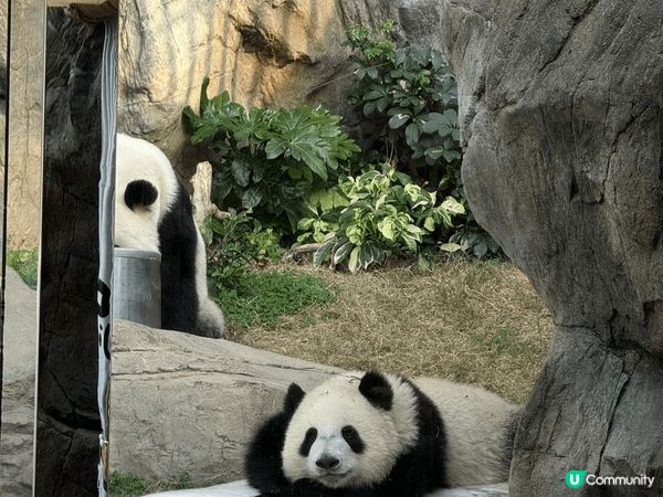 海洋公園家姐細佬真係好可愛，今年已經探左佢地兩次