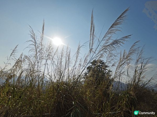 北部都會區，上水華山軍路，北望神州，陽光之下芒草片片