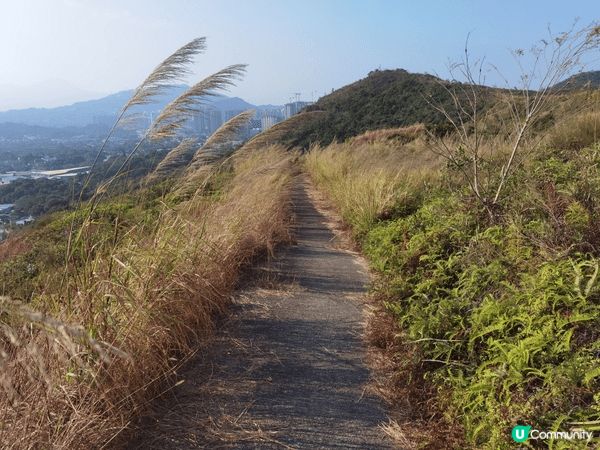 北部都會區，上水華山軍路，北望神州，陽光之下芒草片片