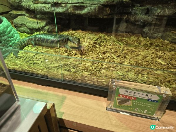 「Mini Zoo Explorer」課程，一起進入充滿驚喜...