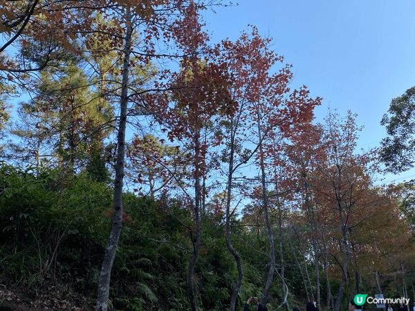 推薦本地親子好去處：大棠郊野公園！往年都是12月底到1月初最...