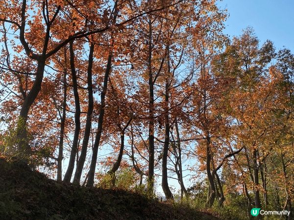 推薦本地親子好去處：大棠郊野公園！往年都是12月底到1月初最...