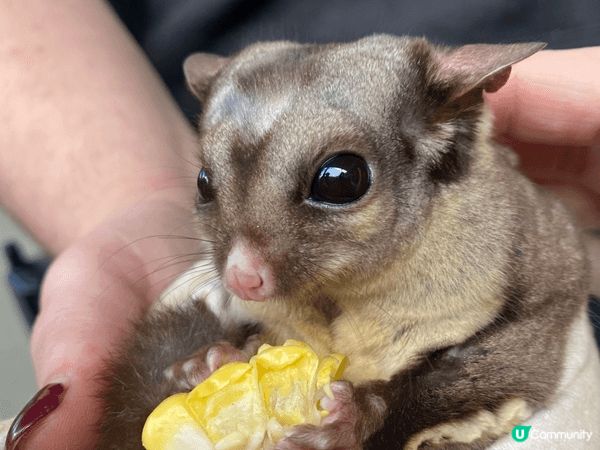 悉尼大學，如似置身於哈利波特校園，墨爾本農莊，有很多可愛的小...